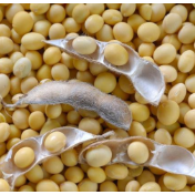 攻关育好豆 油香飘万家