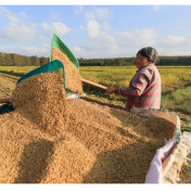 秋粮期间 农发行支持各类粮油收购贷款超1200亿元