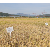 农业“芯片”守护中国饭碗