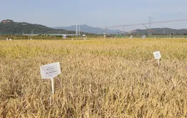 农业“芯片”守护中国饭碗