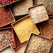 粮食储备保障能力建设扎实推进