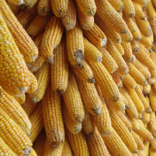 下游积极备货，上游普遍惜售——共塑玉米市场偏强格局