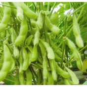 寻找中国大豆单产提升之路