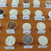 解锁主食新选择 浙大育种高抗性淀粉水稻实现新突破