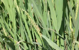 科学家发现水稻基因可“合力”抗旱