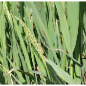 科学家发现水稻基因可“合力”抗旱