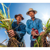 增强农民售粮议价能力