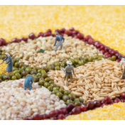 粮食安全仍面临一些深层次隐患 要持续夯实粮食安全根基