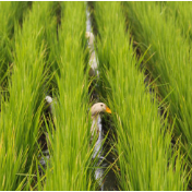 2025年我国三大粮食作物化肥利用率达43.3%