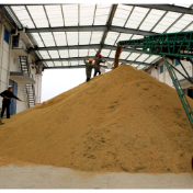 2025年我国粮食收购量达8300亿斤 连续3年稳定在8000亿斤以上