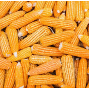 进度加快，价格上涨——玉米市场购销两旺