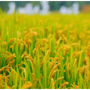 做好粮食逆周期和跨周期调节
