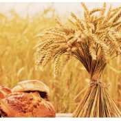 【图解】毫不放松抓好粮食生产 夯实粮食安全根基