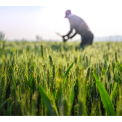 经济观察前瞻2026：端牢中国饭碗面临哪些挑战？