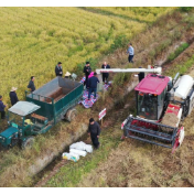 为何强调毫不放松抓好粮食生产