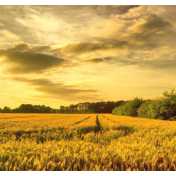 加强极端气候下粮食安全韧性建设