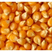 豆粕、玉米系列期权在大商所挂牌交易