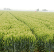 专访丨建设更有韧性和可持续的农业粮食体系——访联合国粮农组织副总干事毛里齐奥·马丁纳