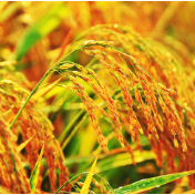 一点四万亿斤折射大国农业韧性强