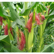 玉米“抗寒”与“高效吸收养分”难两全？我国科学家找到改善新路径