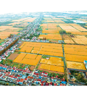 展望二〇二六丨锻造粮食安全强韧性