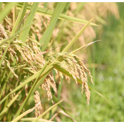 两会数说中国｜一组数据看粮食安全“压舱石”更坚实