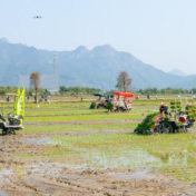 广东强化优质高产丝苗米育种攻关 “米中碧玉”香飘万里