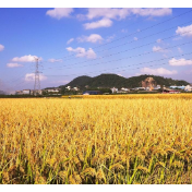 粮食产量产能要一起抓