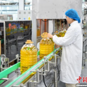 海南自贸港见闻:一粒大豆的跨洋增值之旅