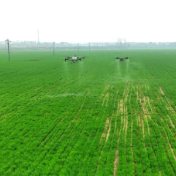 【在希望的田野上】冬小麦田间管理全面展开