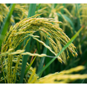 十五五目标 | 粮食综合生产能力达到 1.45万亿斤左右