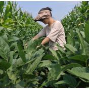 科技破局 豆香洞庭