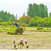 2026年湖南力争粮食面积稳定在7150万亩左右