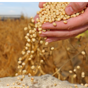 推动粮食“优质优价”赋能农业提质增效