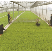 春耕春管现场成为“科技主场”:南方早稻开始育秧 冬小麦一、二类苗占比过八成