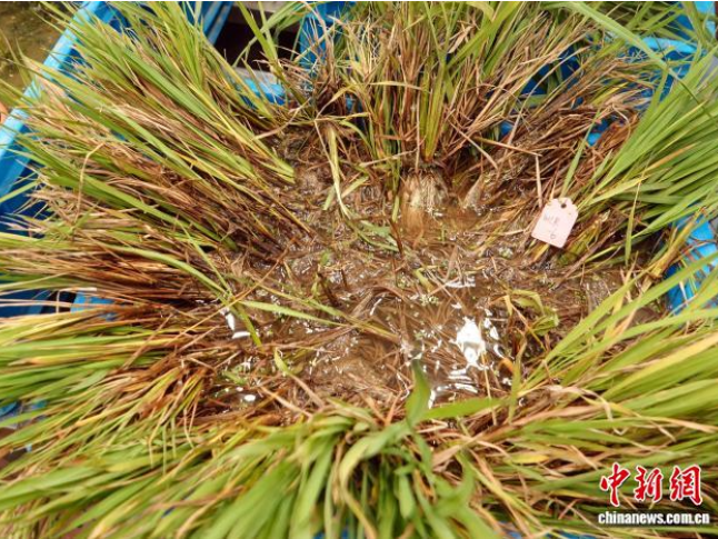 中国科学家发现并克隆野生稻“长寿”基因 “多年生水稻”有望成真