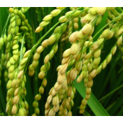 我国一系法杂交稻单产实现超亲本杂交稻水平