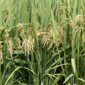 水稻也能“返老还童” 我国多年生水稻研究获新进展