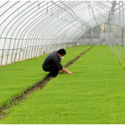 两会精神进乡村 | 全国人大代表高亚：粮油并重，村民收入“节节高”