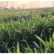 冬小麦和春小麦只是播种时间不一样吗