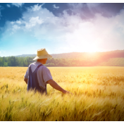 如何走出粮食“增产不增收”困境