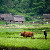 新闻分析：新一轮雨雪天气开启，对春耕春播影响几何？