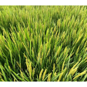 科学家破解水稻抗病毒密码