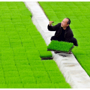 我国早稻育秧已完成七成半