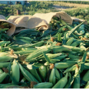 设定1.45万亿斤粮食生产新目标，有何依据、怎样实现？