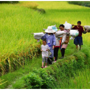 农业农村部部长韩俊:要高水平保障粮食等重要农产品的安全稳定供给,促进农业增效益,农民增收入