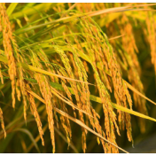 数说两会 | 始终绷紧粮食安全这根弦