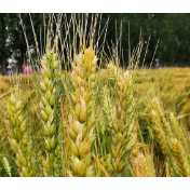 代表委员议国是 | 全国人大代表徐淙祥:让种粮农民“有挣头、有奔头”