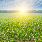 全球首个玉米大豆“耐热地图”被成功绘出