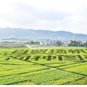 从一粒种子到一个产业:中国南繁硅谷崛起